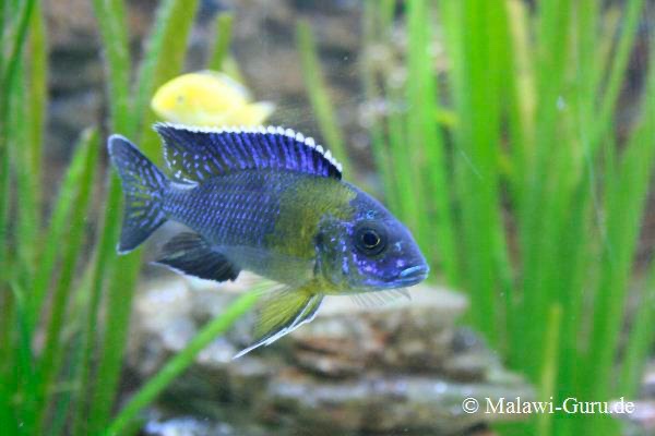 Aulonocara stuartgranti 'Chitimba Bay (Shallow)'